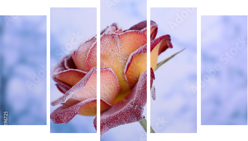 Rose covered with hoarfrost close up  - Fünfteiliges Leinwandbild, Pentaptychon