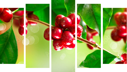 Coffee Plant. Branch of a Coffee Tree with Ripe Beans  - Fünfteiliges Leinwandbild, Pentaptychon