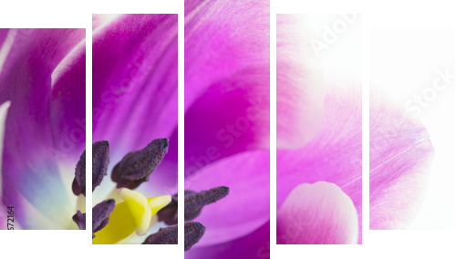 Makroaufnahme von TulpenblÃ¼te  - Fünfteiliges Leinwandbild, Pentaptychon