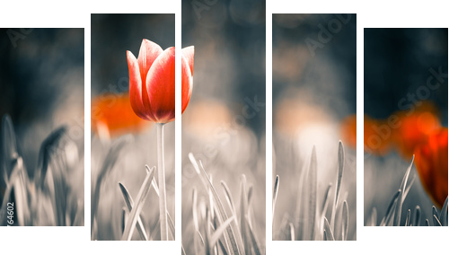 red tulip flower at spring garden  - Fünfteiliges Leinwandbild, Pentaptychon
