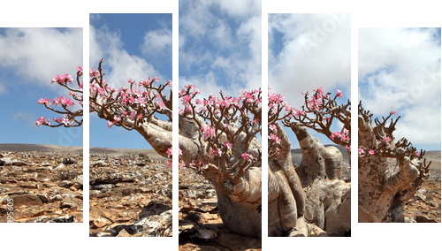 Bottle tree in bloom - adenium obesum  - Fünfteiliges Leinwandbild, Pentaptychon