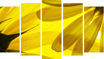 Yellow flowers background - Fünfteiliges Leinwandbild, Pentaptychon