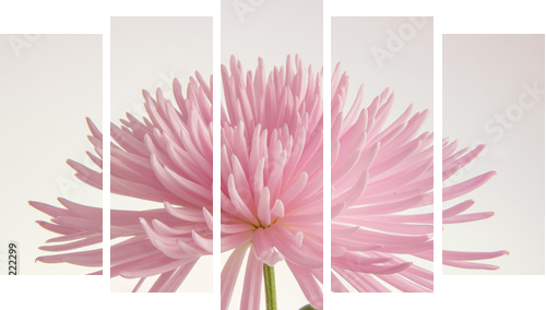 Pink chrysanthemum isolated  - Fünfteiliges Leinwandbild, Pentaptychon
