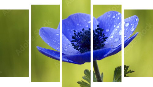 Blue Anemone Flower with Waterdrops - Fünfteiliges Leinwandbild, Pentaptychon