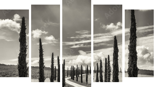 cypress trees - Fünfteiliges Leinwandbild, Pentaptychon