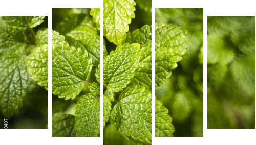 Lemon balm (Melissa officinalis)  - Fünfteiliges Leinwandbild, Pentaptychon