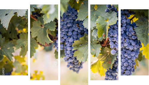 Wine grapes on summer vine  - Fünfteiliges Leinwandbild, Pentaptychon