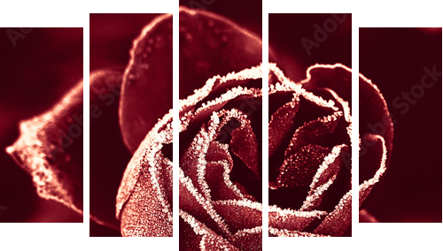 Red Rose under hoar-frost  - Fünfteiliges Leinwandbild, Pentaptychon