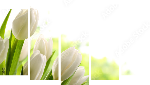 White Tulips  - Fünfteiliges Leinwandbild, Pentaptychon