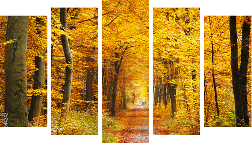 Autumn forest - Fünfteiliges Leinwandbild, Pentaptychon