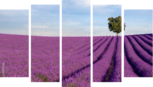 Rich lavender field in Provence with a lone tree - Fünfteiliges Leinwandbild, Pentaptychon