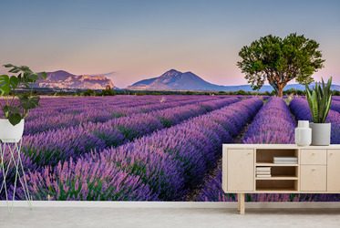 Lavendel-bis-zum-ende-provence-fototapeten-fixar