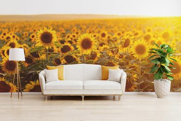 Sonnenblumen-im-goldenen-licht-blumen-fototapeten-fixar