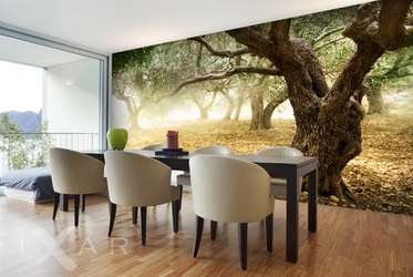 Olivenbaume-landschaften-fototapeten-fixar