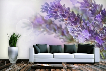 Fototapeten Lavendel Dekorationen Provence,