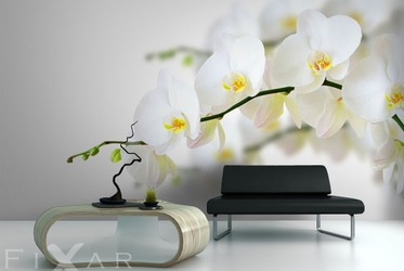 Unter-knabenkraut-orchidee-fototapeten-fixar