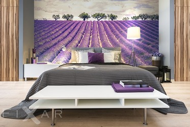 Lavendelgeruch-provence-fototapeten-fixar