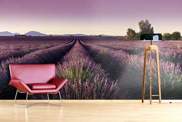 Duft-provenzalisches-lavendels-provence-fototapeten-fixar